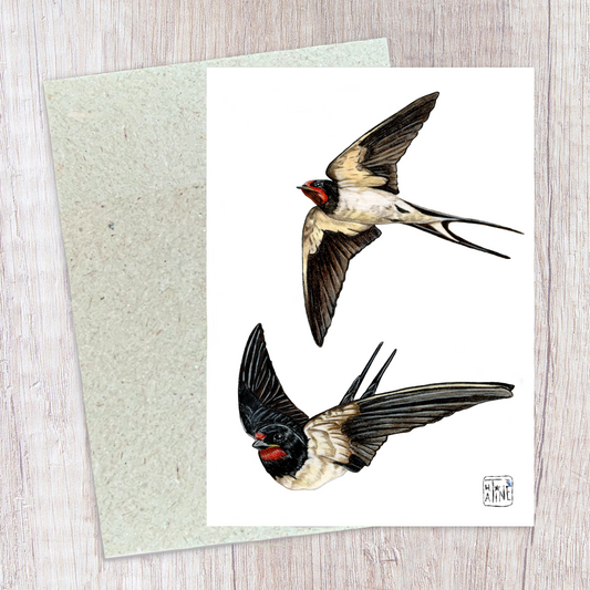 Svaler // Swallows