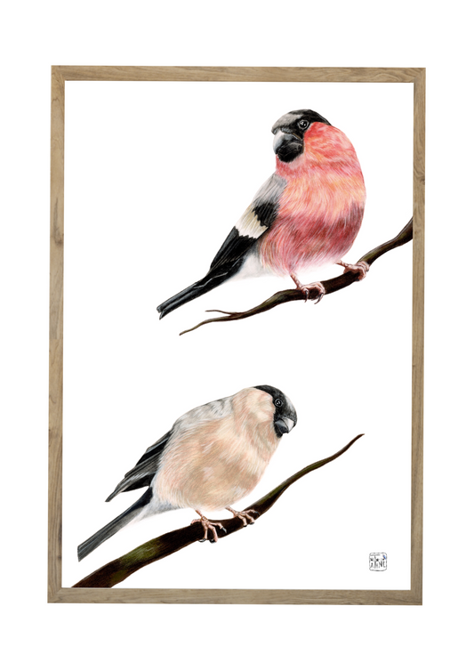 Dompap par // Bullfinch pair